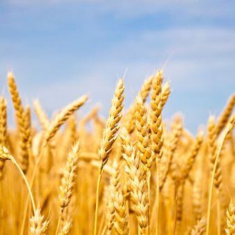 Microbes and Food Supply