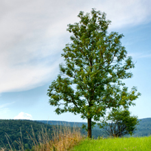 Ash Dieback