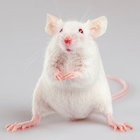 position statement animal research