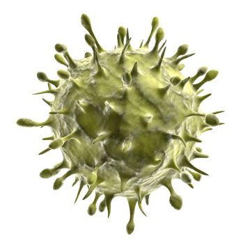 H1N swine flu