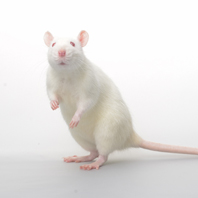Animals in scientific research