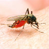 Malaria