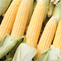 Scottish ban GM crops