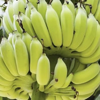 Bananas