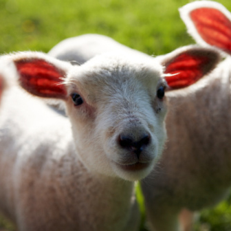 Schmallenberg