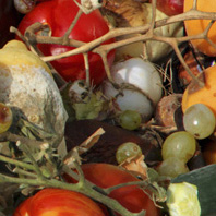Food waste briefing