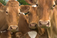 Bovine TB