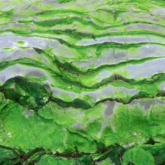 Biofuels