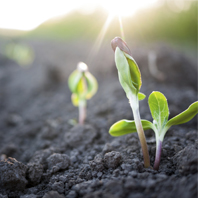 soil microbiome briefing