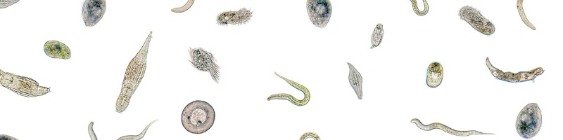 lots-of-various-microorganisms-picture-id837346470.jpg