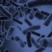 Microbiology Journal Thumb.jpg