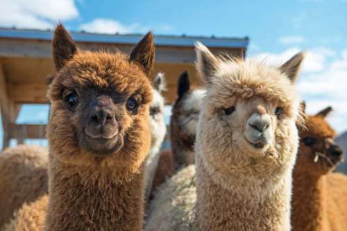 New to Science alpaca (1).jpg