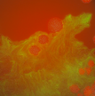 Alexander Image 2 (1).png