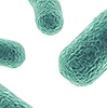 Bacteria.png 5